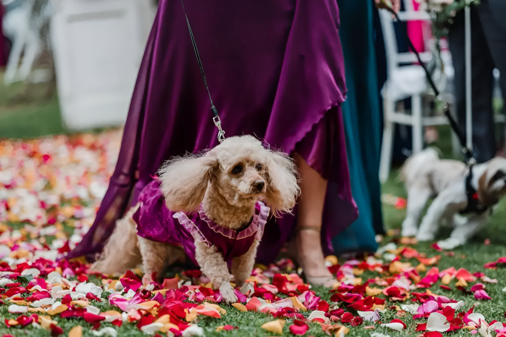 mascota vestida elegantemente caminando entre pétalos de flores en un evento en alto de pirque